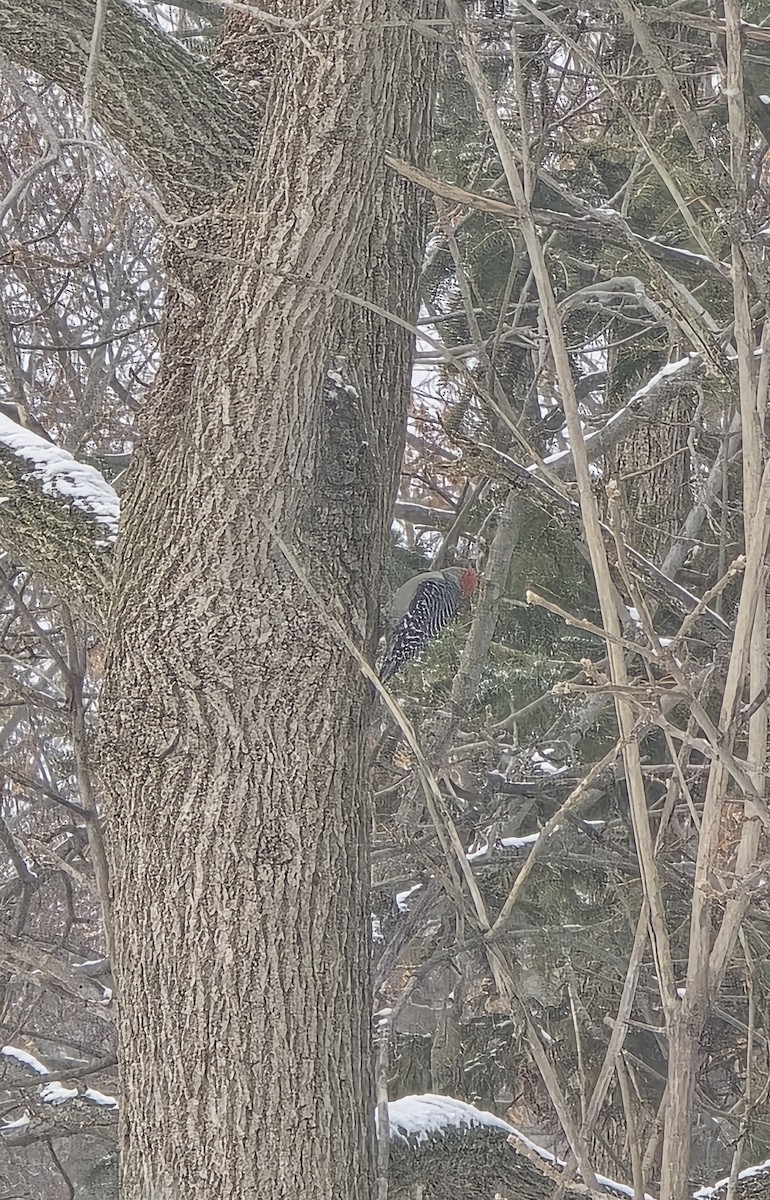 datel karolínský - ML646525783