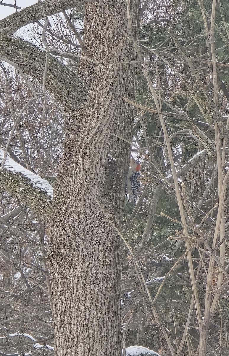 datel karolínský - ML646525784