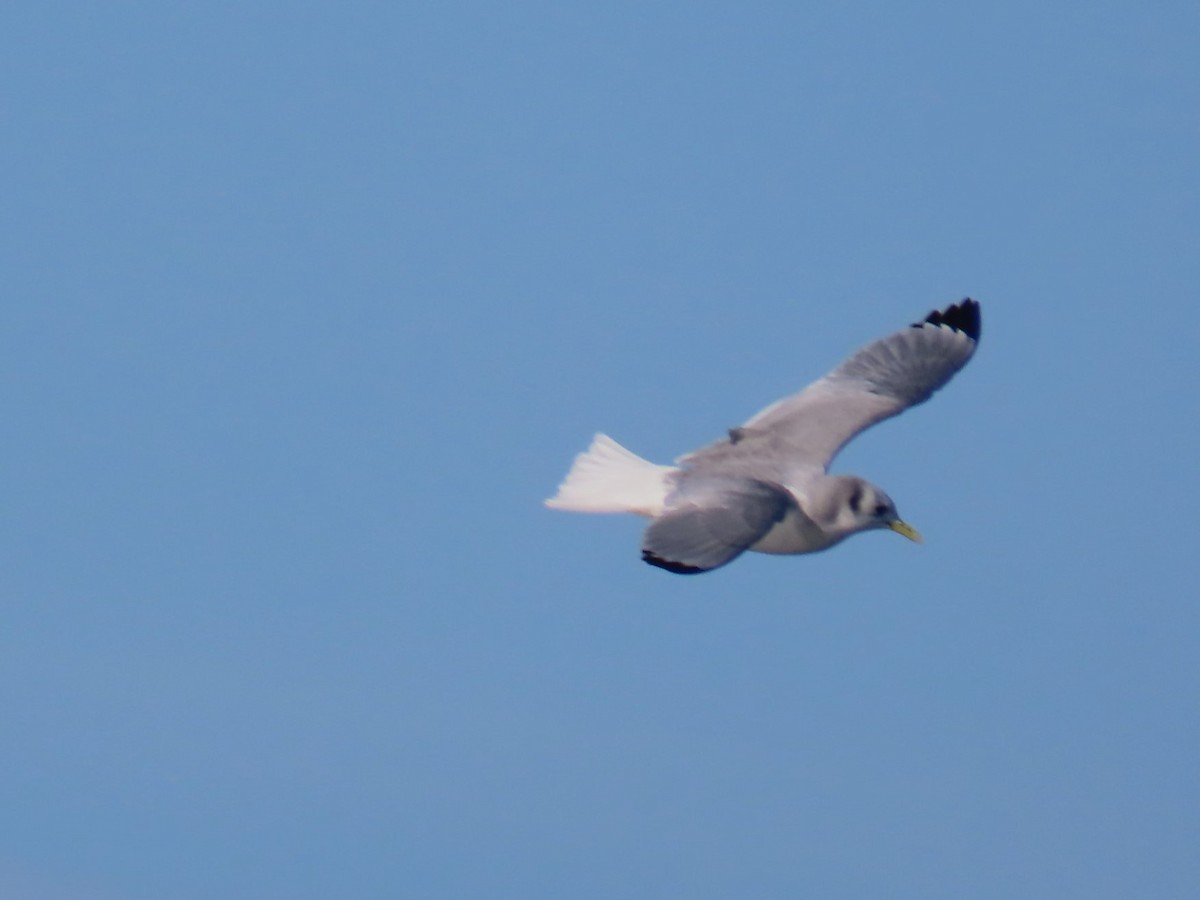 Моевка - ML646525785