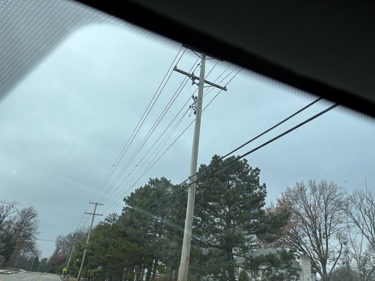 European Starling - ML646525786