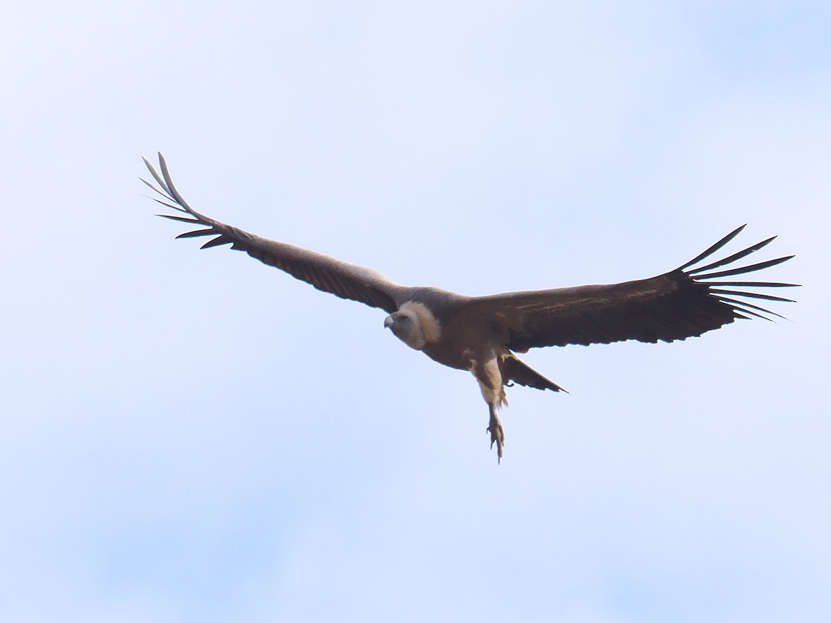 gåsegribb - ML646525787