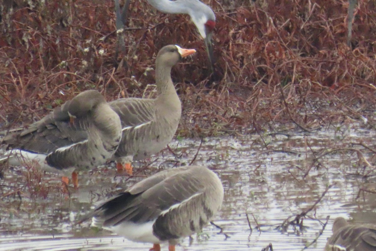 Greater White-fronted Goose - ML646525797