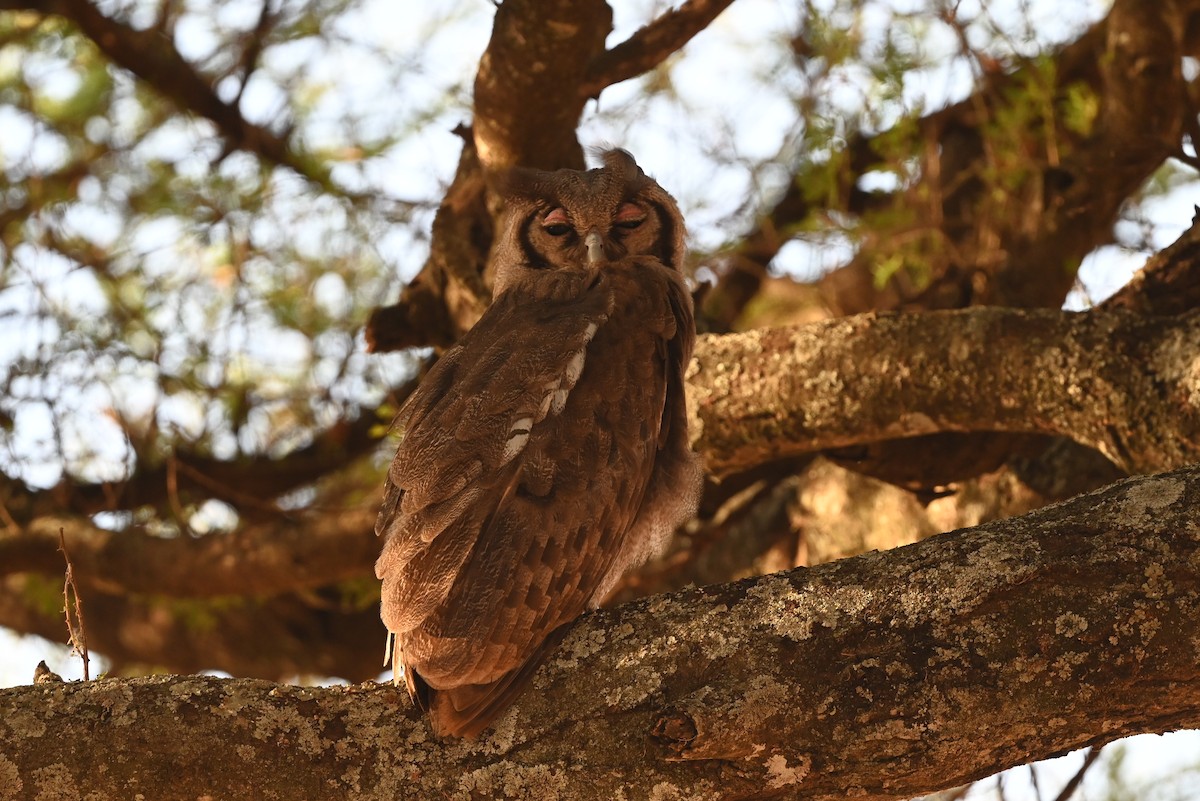 Verreaux's Eagle-Owl - ML646525799