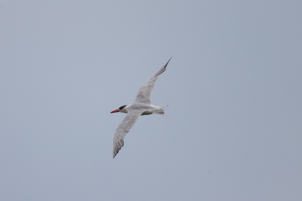 Sterne caspienne - ML646525801