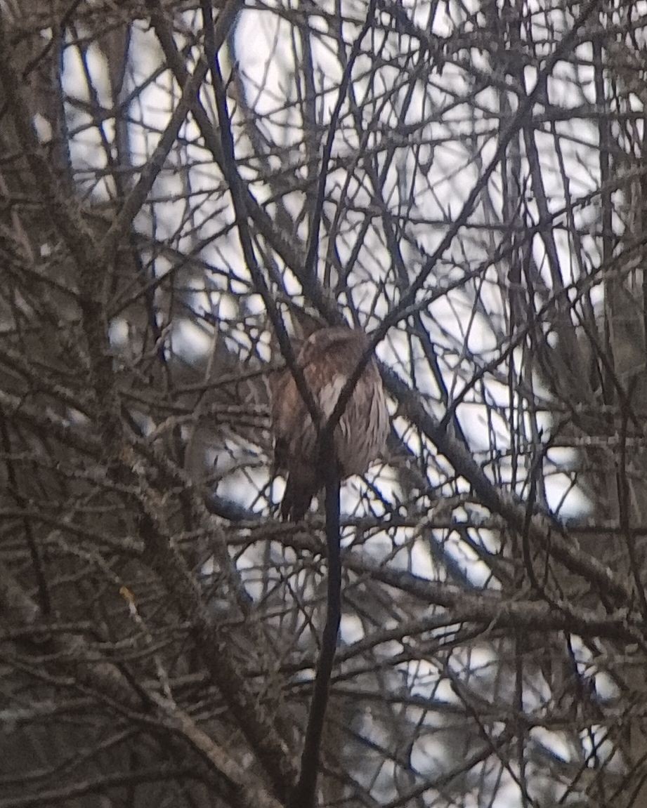 Eurasian Pygmy-Owl - ML646525810