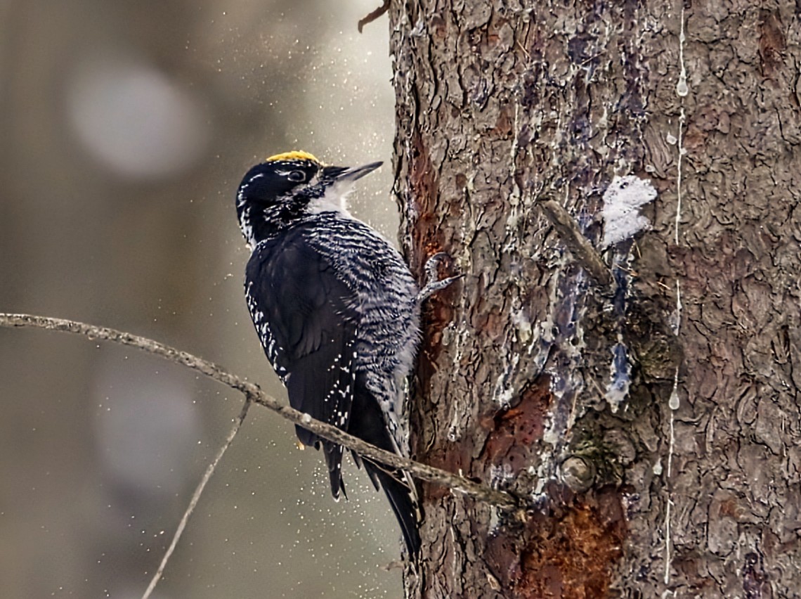 American Three-toed Woodpecker - ML646525811
