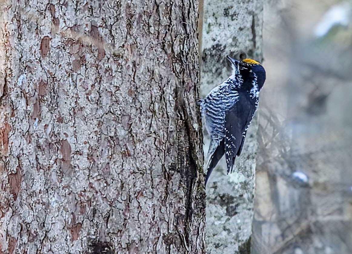 American Three-toed Woodpecker - ML646525812
