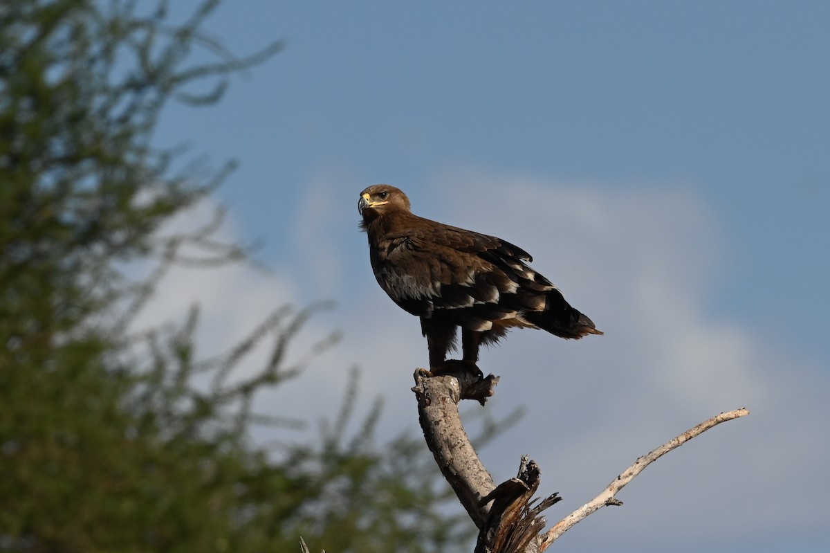 עיט ערבות - ML646525813