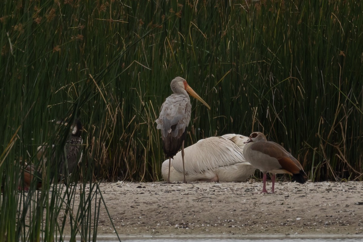 Tantale ibis - ML646525814