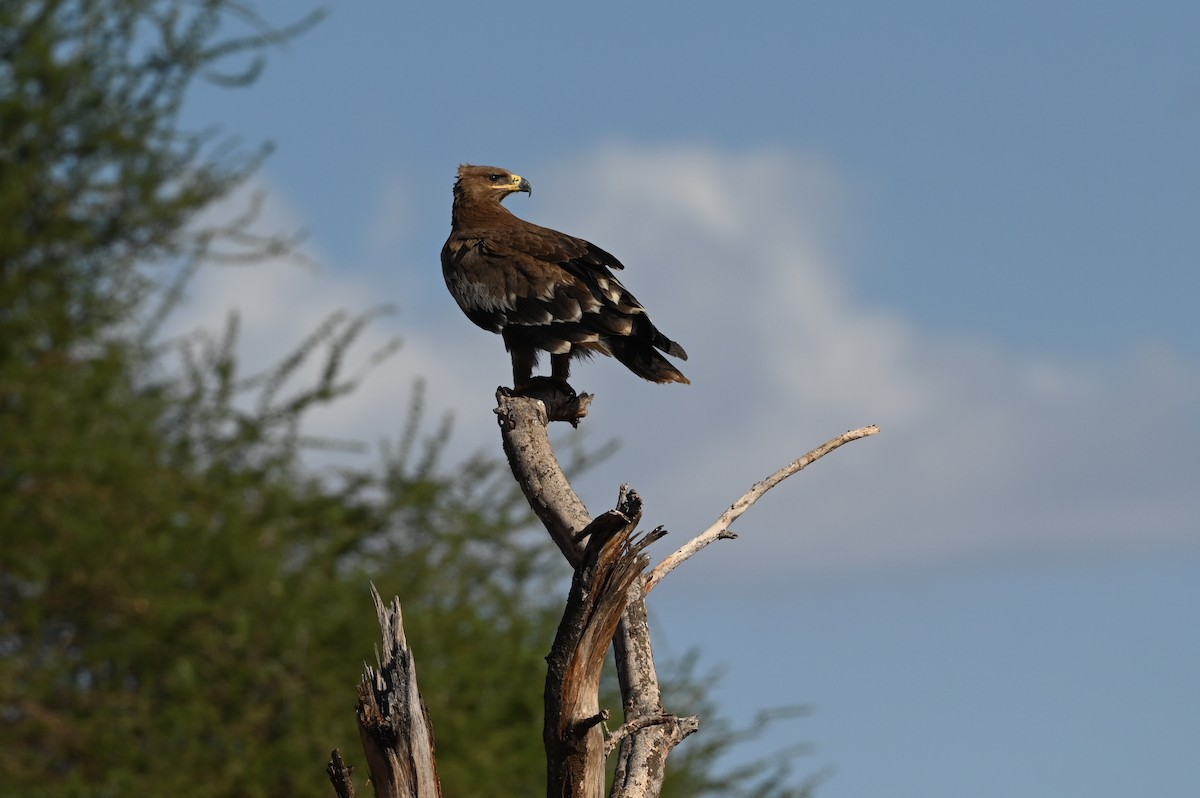 עיט ערבות - ML646525815