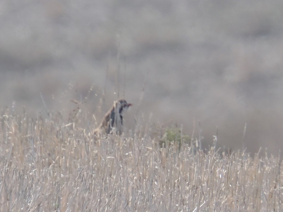 rødhøne - ML646525816