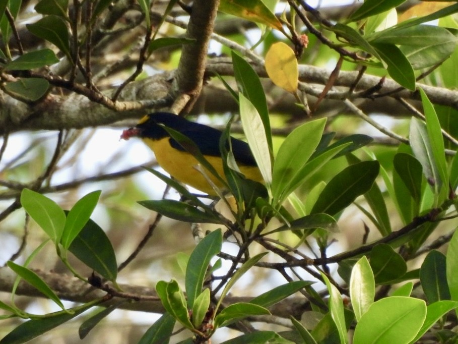 Yellow-throated Euphonia - ML646525820