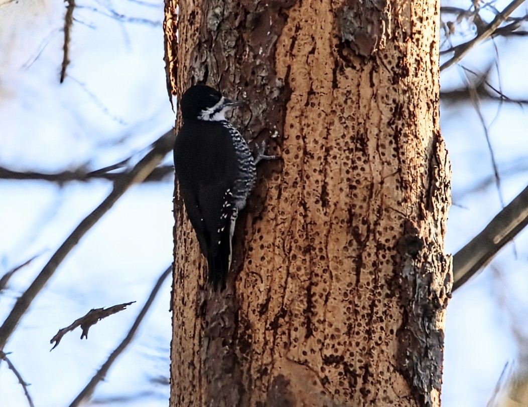 Black-backed Woodpecker - ML646525826