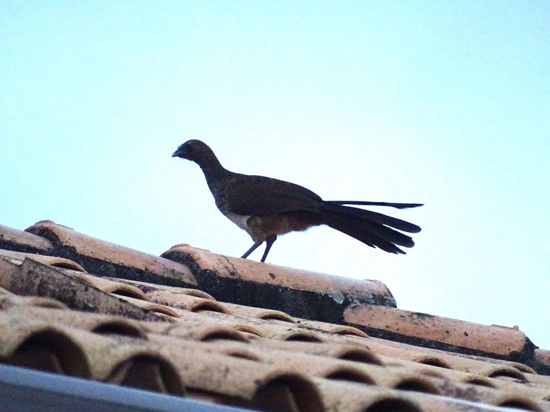 Chachalaca Oriental - ML646525828