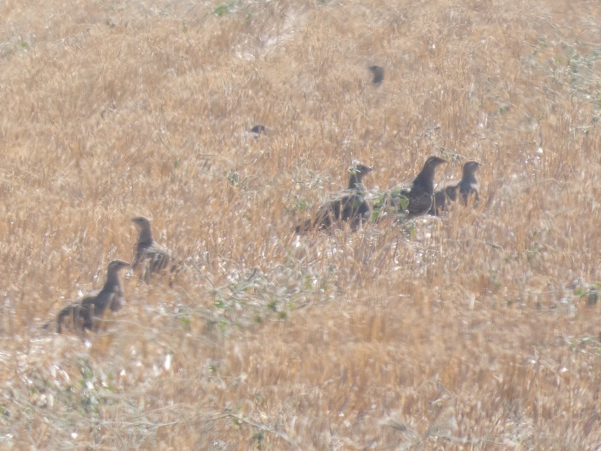 Pin-tailed Sandgrouse - ML646525830