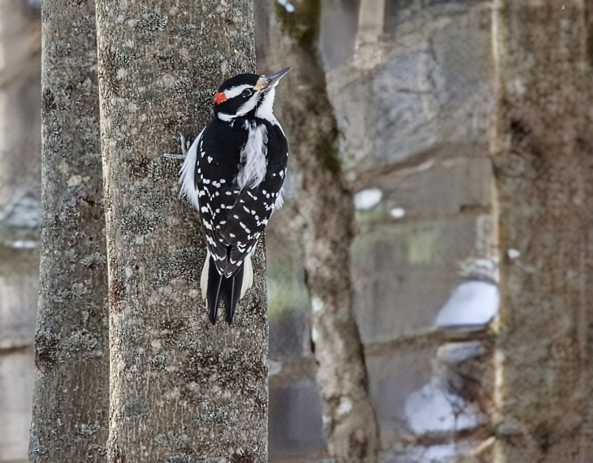 Hairy Woodpecker - ML646525833
