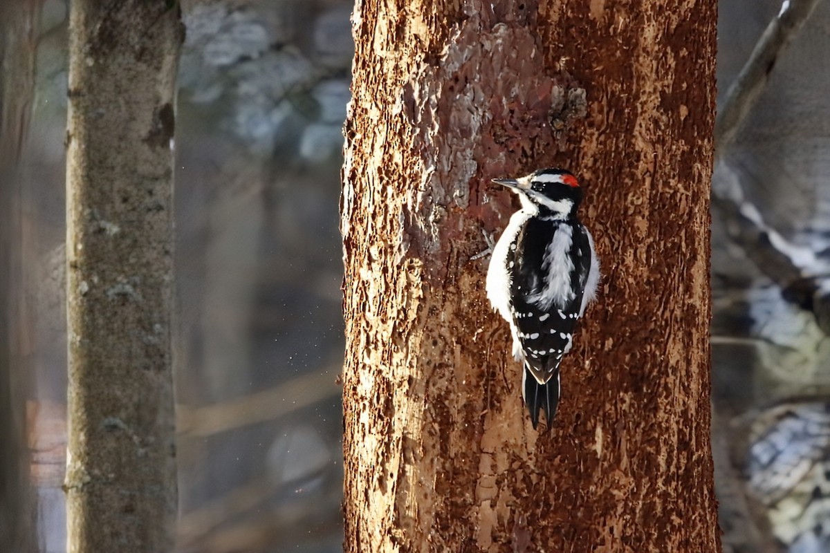 Hairy Woodpecker - ML646525834