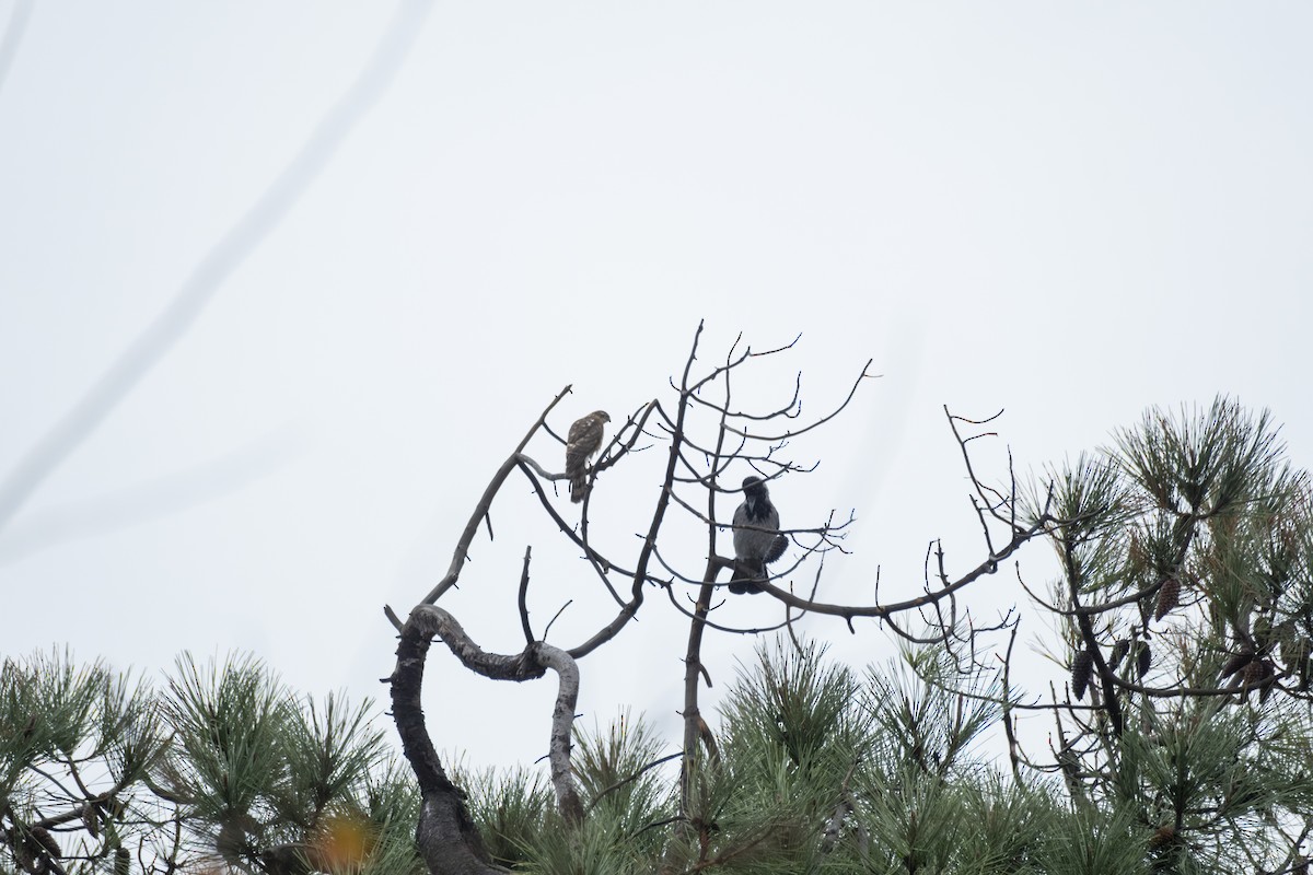 Eurasian Sparrowhawk - ML646525841