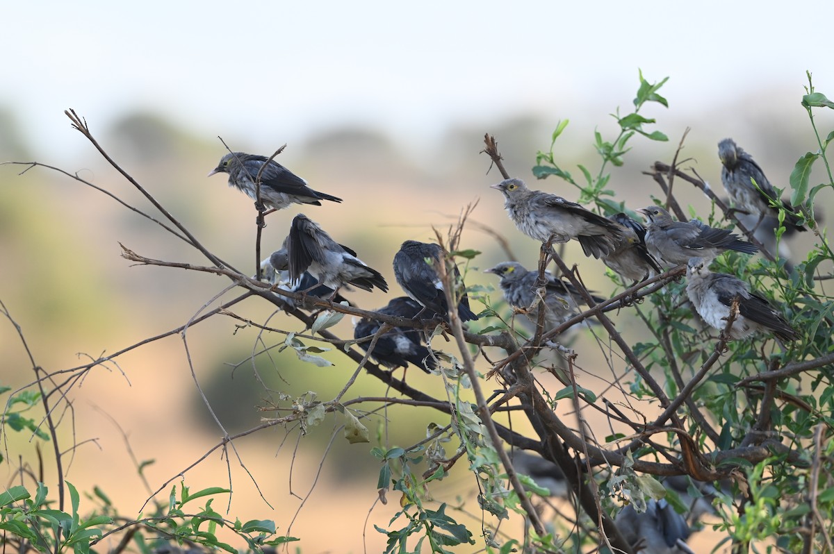 Wattled Starling - ML646525842