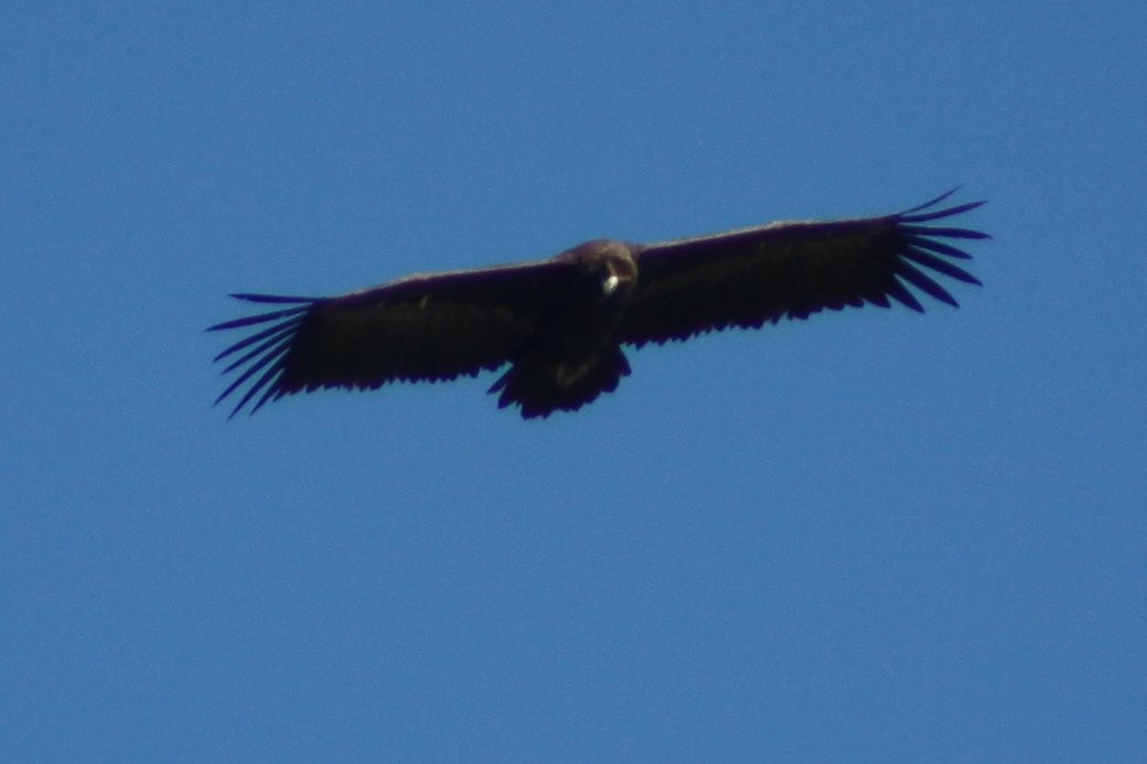 sup hnědý - ML646525843