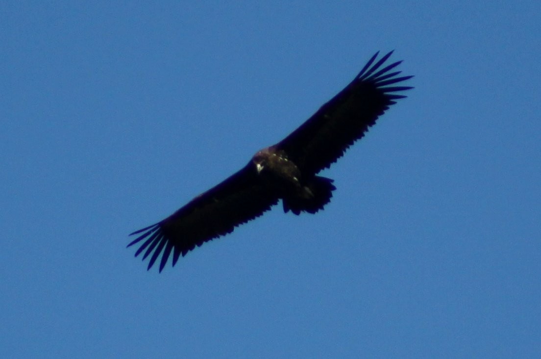 sup hnědý - ML646525845