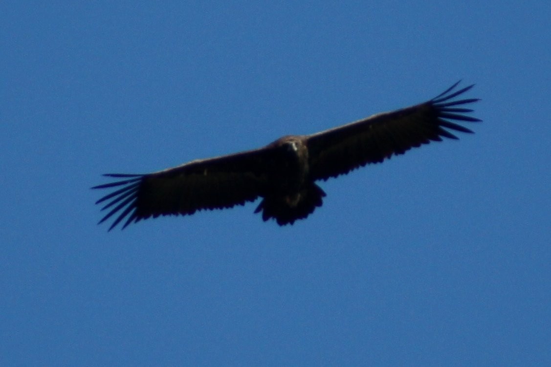 sup hnědý - ML646525846