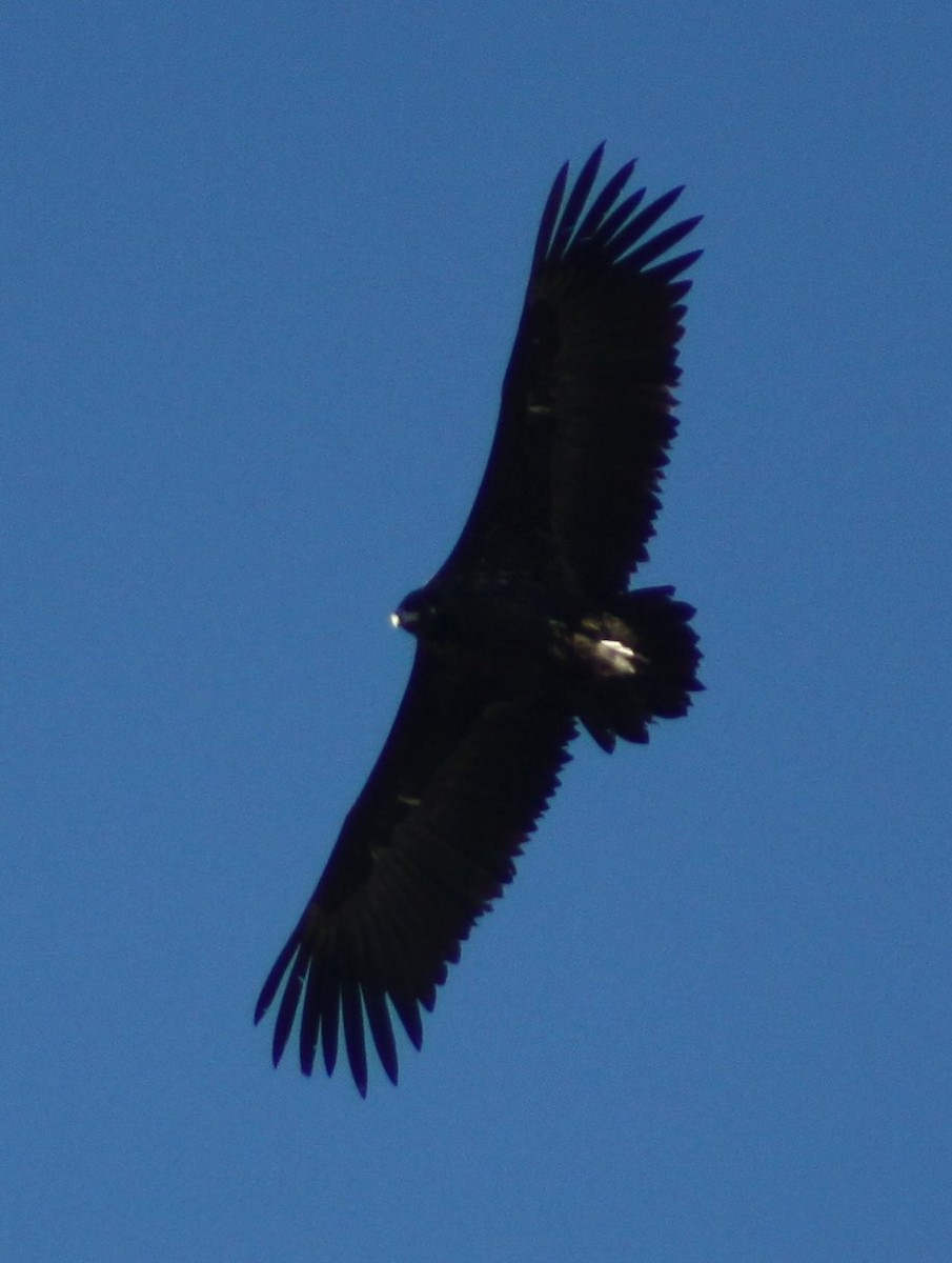 sup hnědý - ML646525847