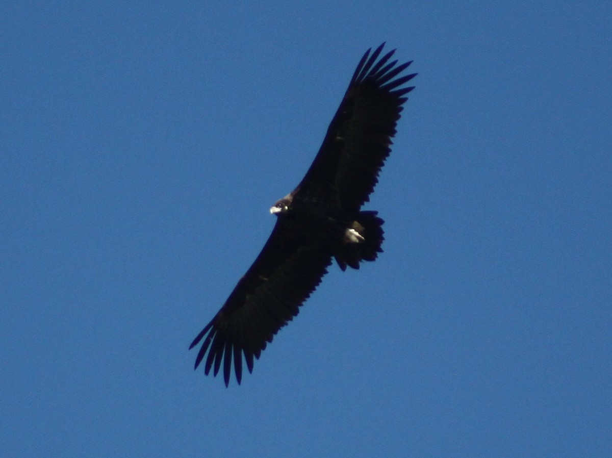 sup hnědý - ML646525848