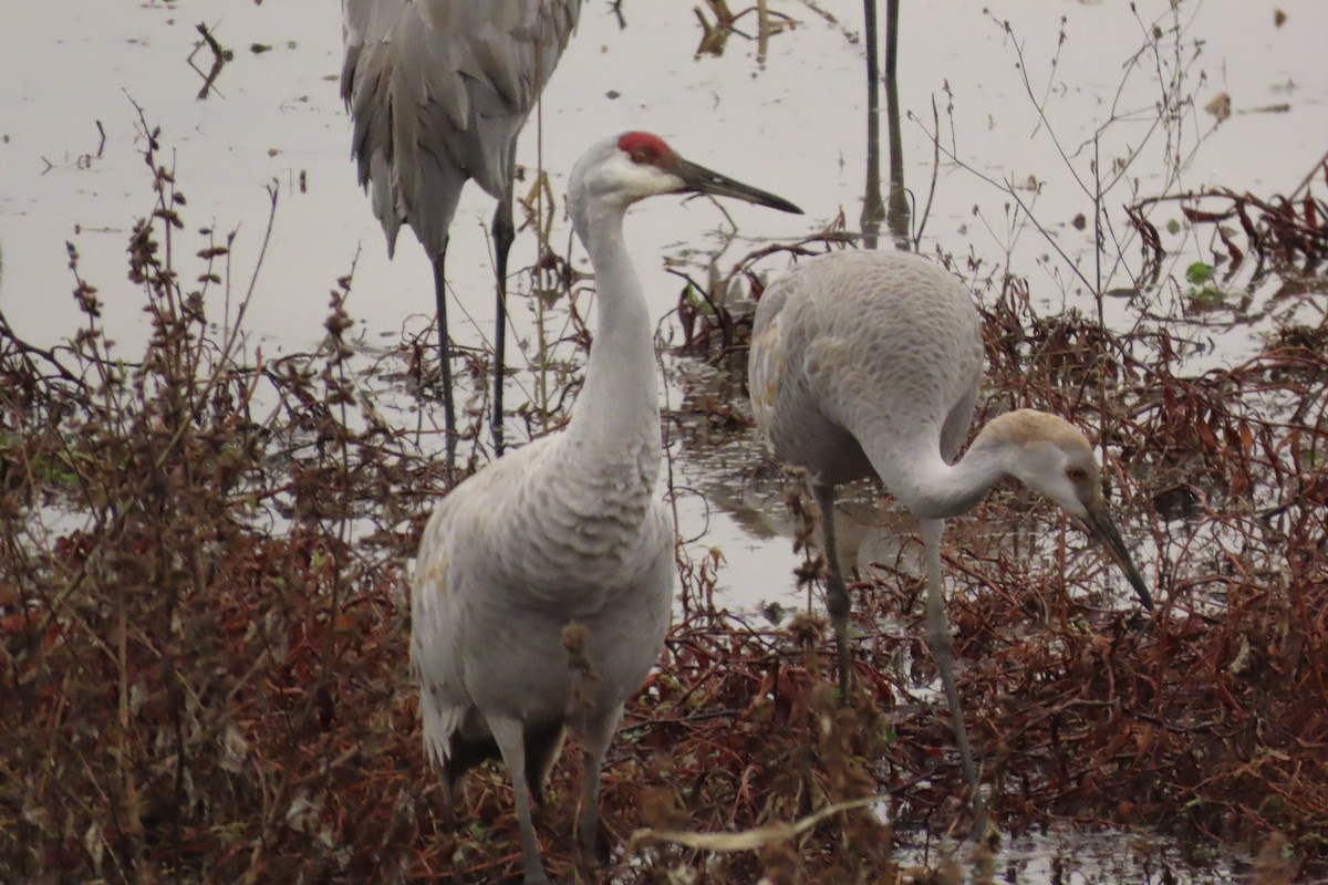 Sandhill Crane - ML646525849