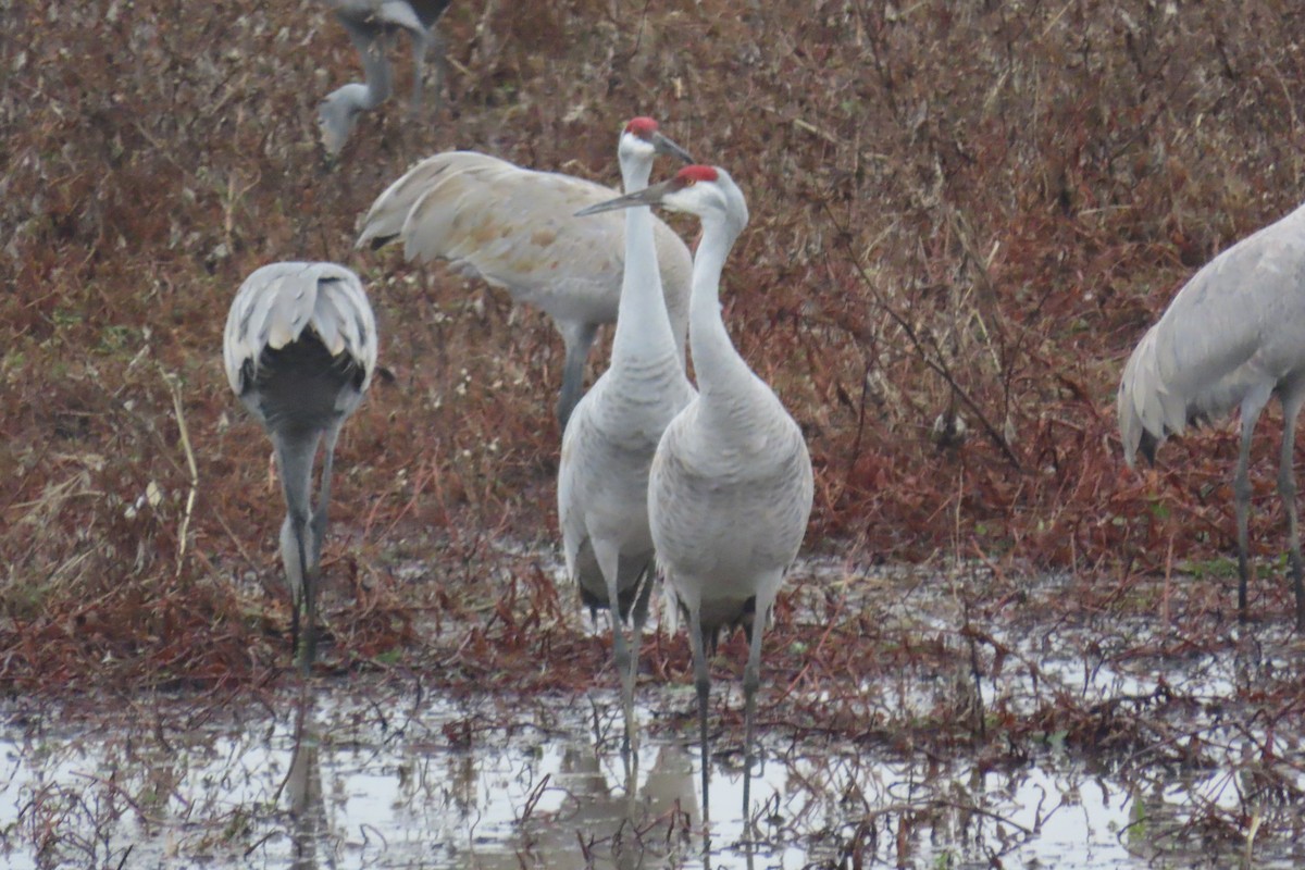 Sandhill Crane - ML646525850