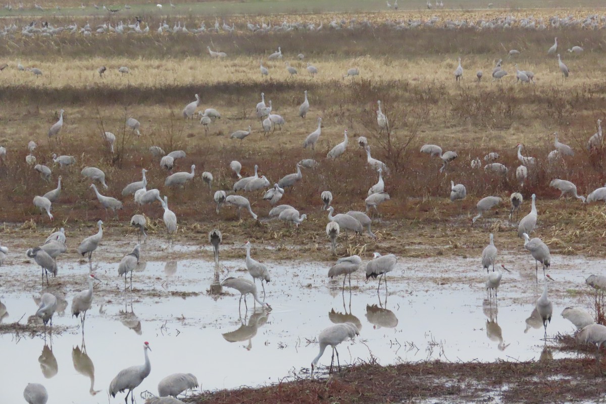 Sandhill Crane - ML646525851