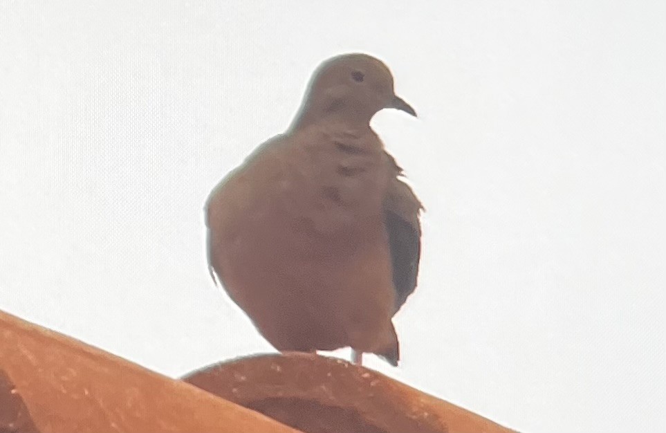 Mourning Dove - ML646525861