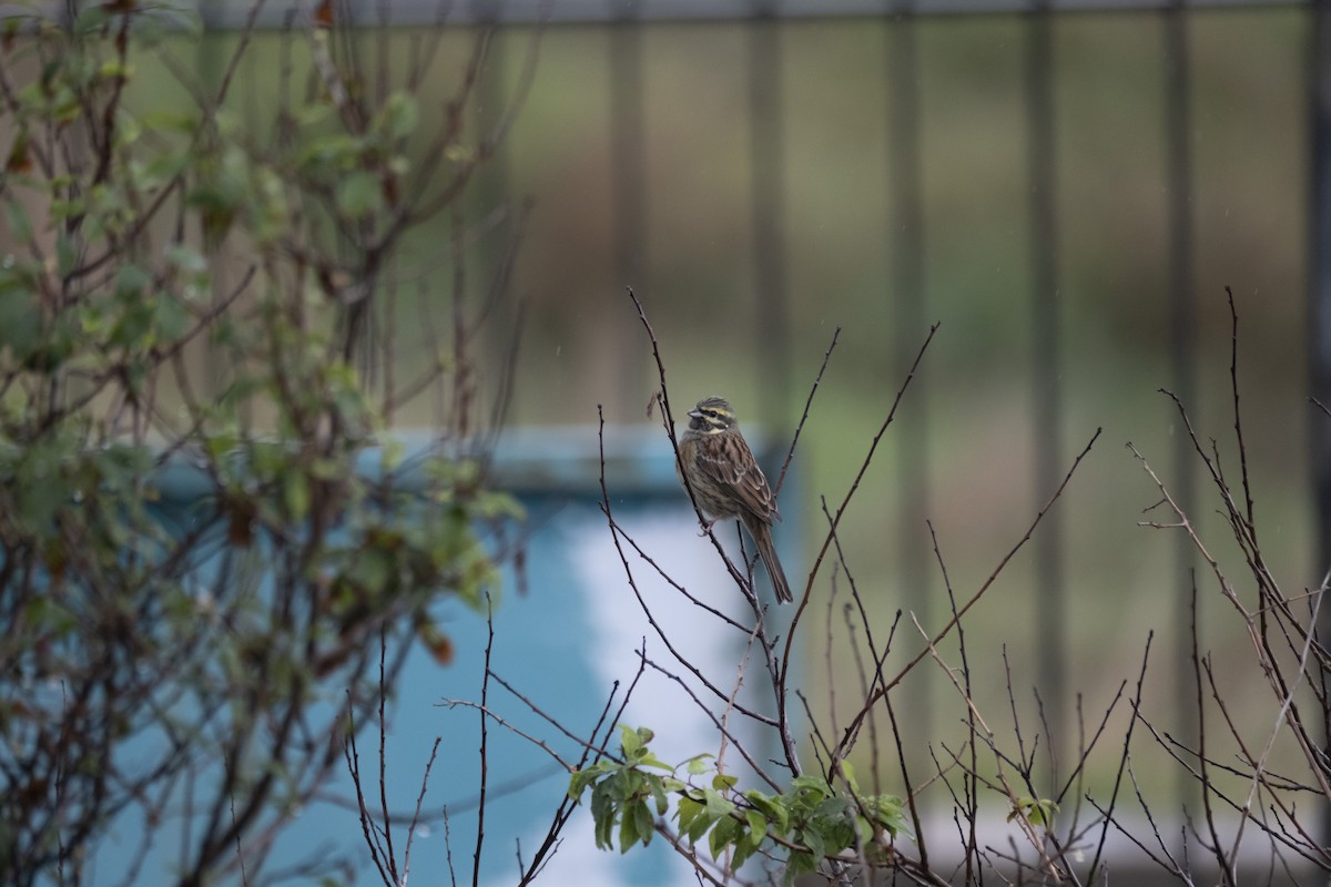 Cirl Bunting - ML646525864