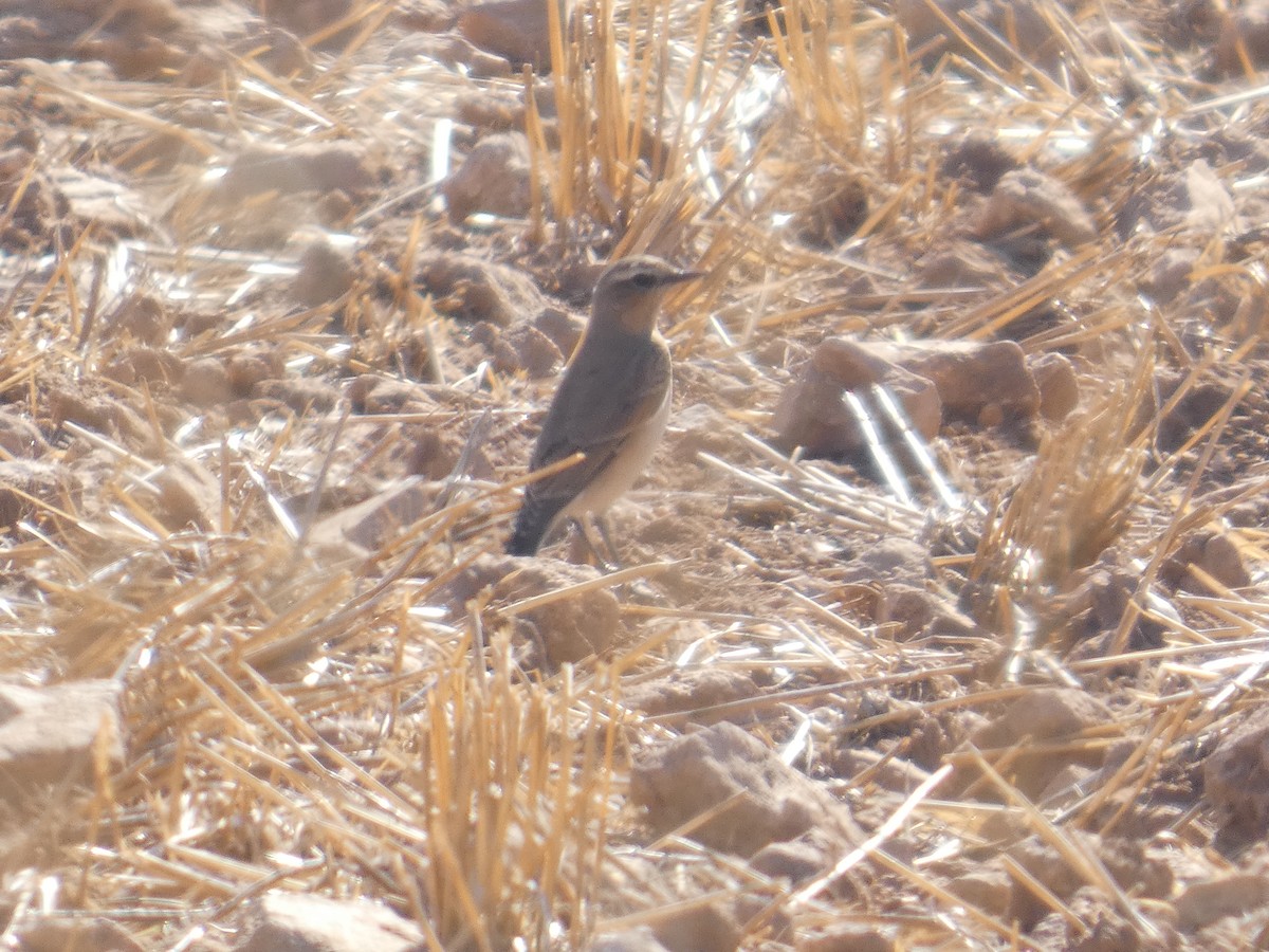 Northern Wheatear - ML646525866