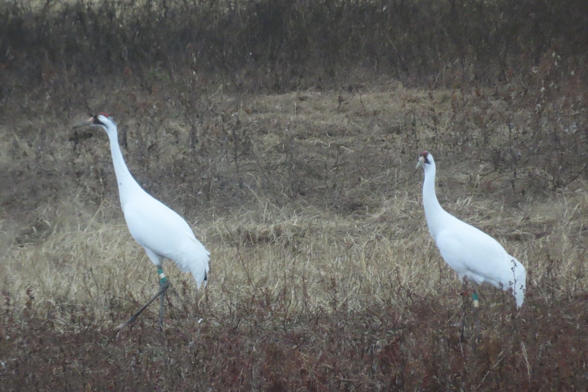 trompettrane - ML646525874