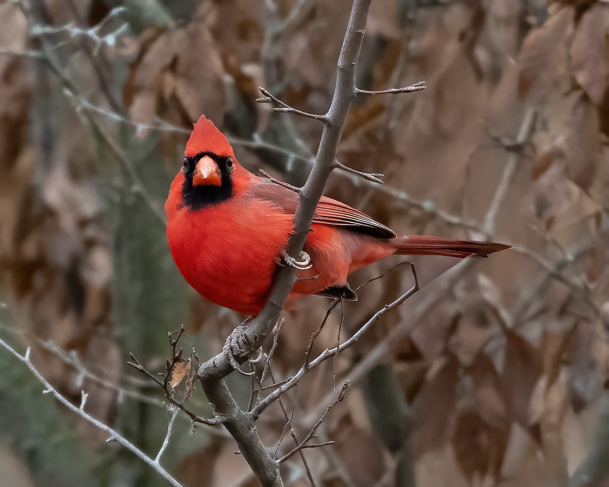 Kardinal arrunta - ML646525876