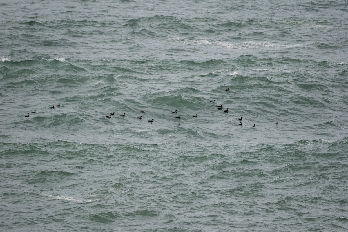 European Shag - ML646525877