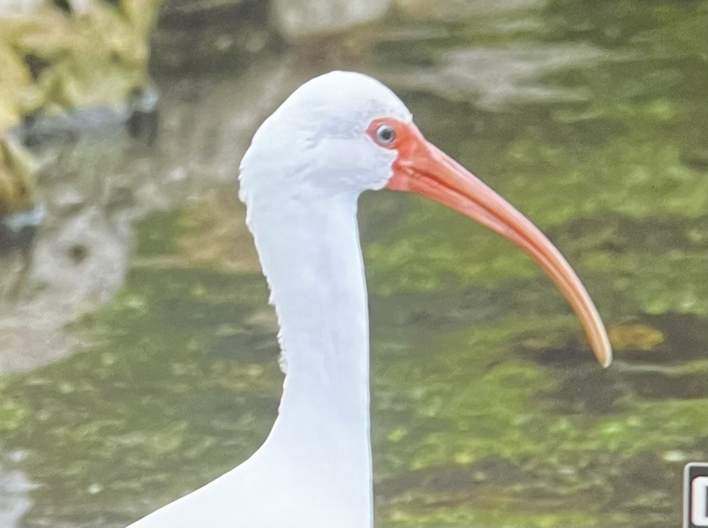 White Ibis - ML646525878