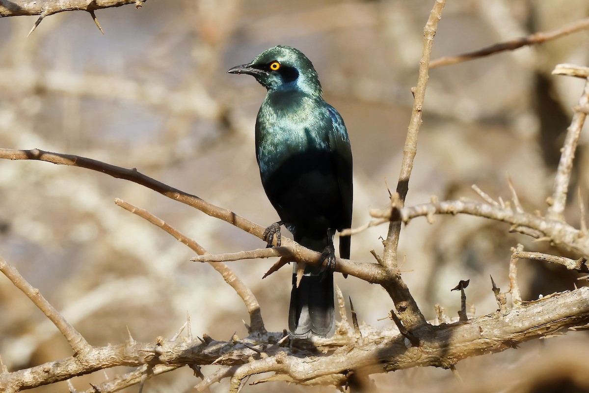 Greater Blue-eared Starling - ML646525879