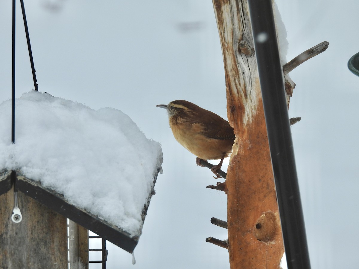 Carolina Wren - ML646525883