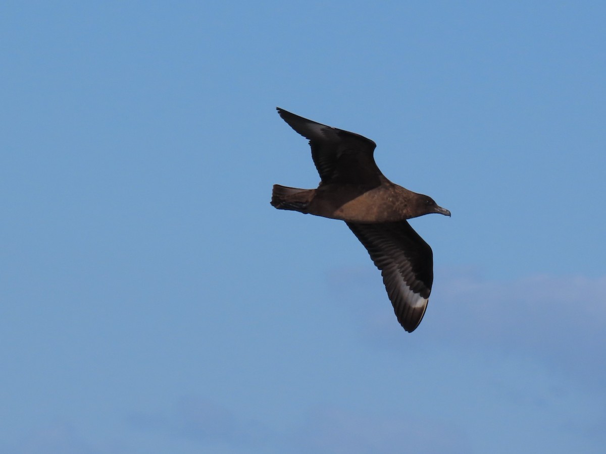 Great Skua - ML646525884