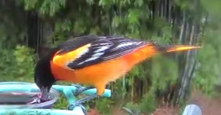 Baltimore Oriole - ML646525885