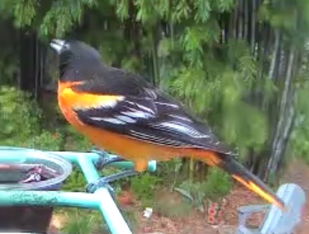 Baltimore Oriole - ML646525886