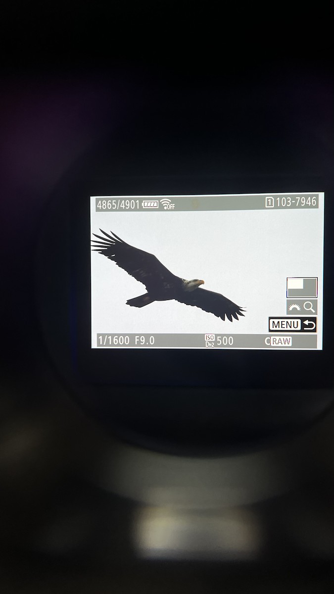 Bald Eagle - ML646525888