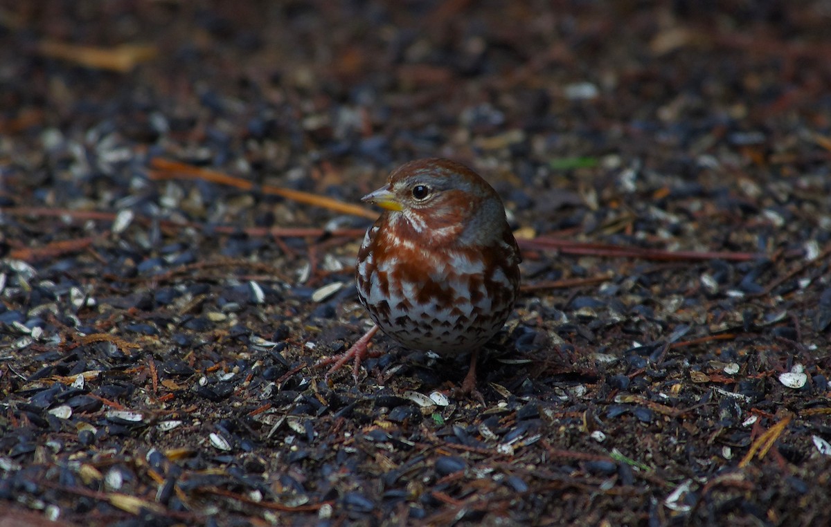 Fox Sparrow - ML646525889