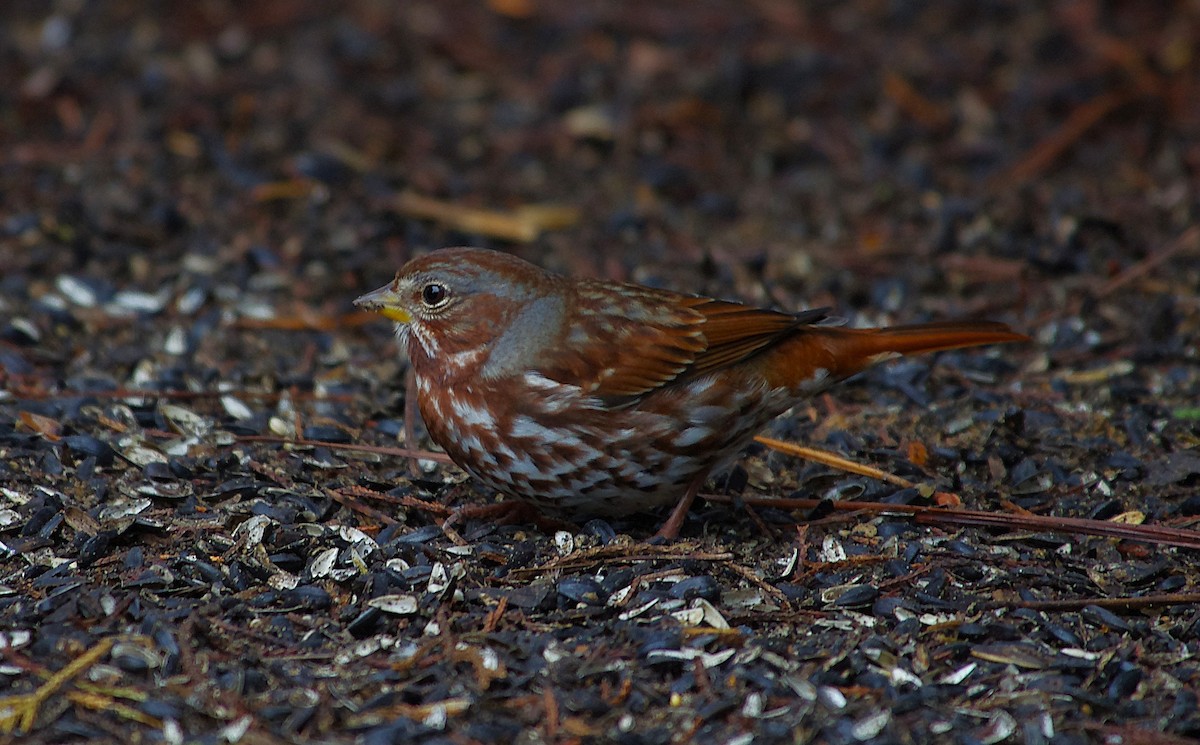 Fox Sparrow - ML646525890
