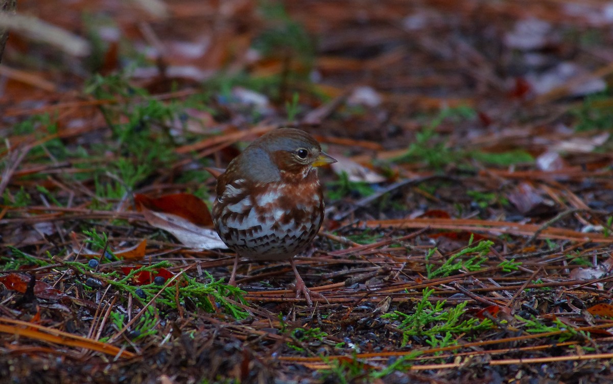 Fox Sparrow - ML646525891