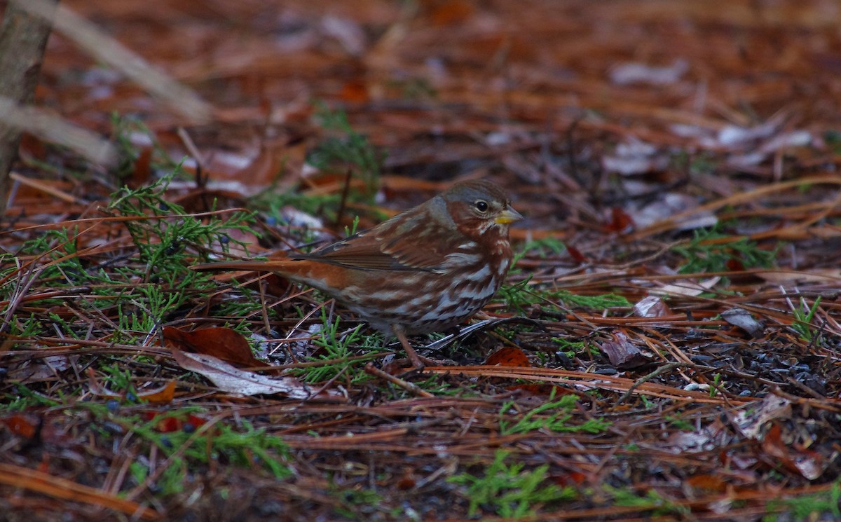Fox Sparrow - ML646525892