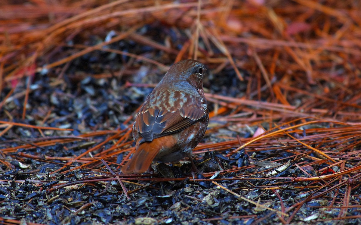 Fox Sparrow - ML646525893