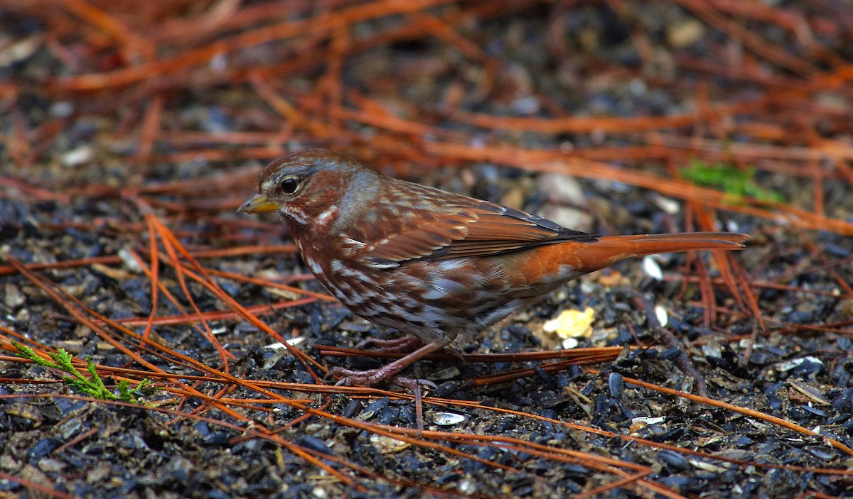 Fox Sparrow - ML646525894